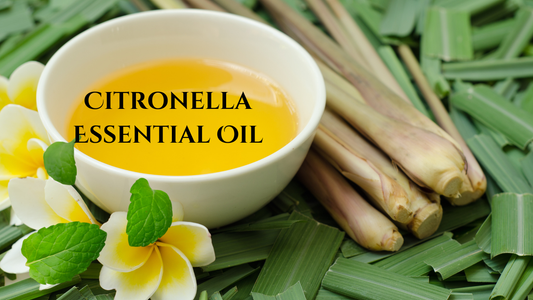 The Natural Power of Citronella Oil